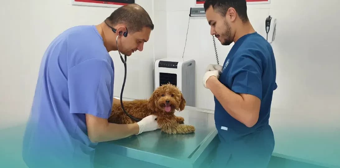 How Strategic Targeting Drove a +173% Increase in High-Intent Pet Care Searches